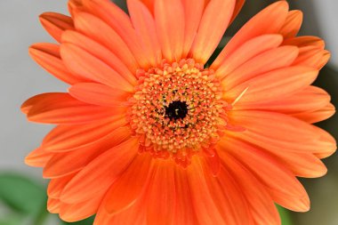 Bulanık arkaplanda güzel Gerbera çiçeği 