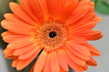 Bulanık arkaplanda güzel Gerbera çiçeği 