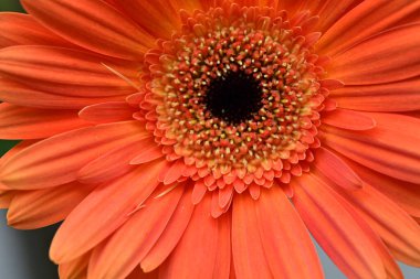 Bulanık arkaplanda güzel Gerbera çiçeği 