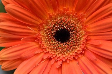 Bulanık arkaplanda güzel Gerbera çiçeği 