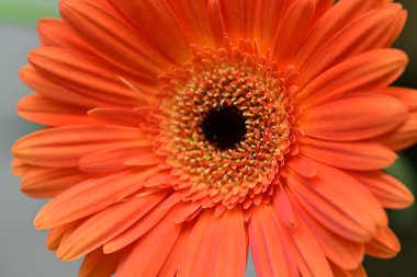 Bulanık arkaplanda güzel Gerbera çiçeği 