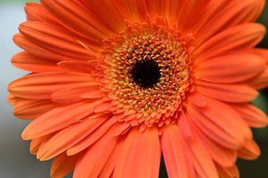 Bulanık arkaplanda güzel Gerbera çiçeği 