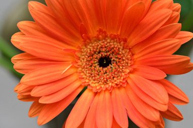 Bulanık arkaplanda güzel Gerbera çiçeği 