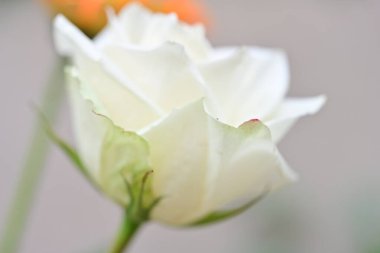 Bahçede bulanık arka planda güzel beyaz bir gül 