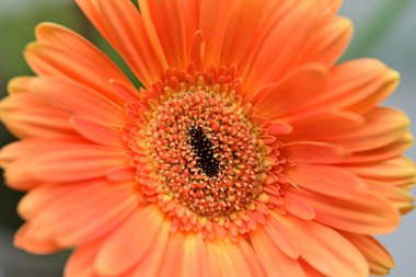 Bulanık arkaplanda güzel Gerbera çiçeği 