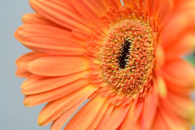 Bulanık arkaplanda güzel Gerbera çiçeği 