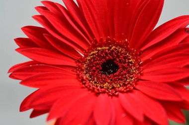 Bulanık arkaplanda güzel Gerbera çiçeği 