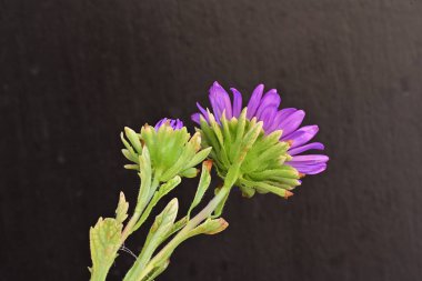 Koyu arkaplanda, çiçek açan mor bir Paskalya çiçeğinin yakın plan çekimi.