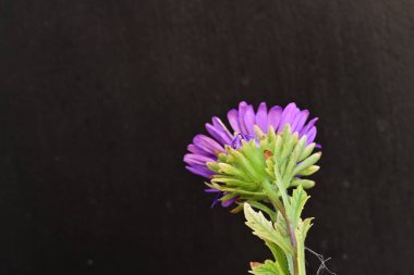 Koyu arkaplanda, çiçek açan mor bir Paskalya çiçeğinin yakın plan çekimi.