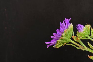 Koyu arkaplanda, çiçek açan mor bir Paskalya çiçeğinin yakın plan çekimi.