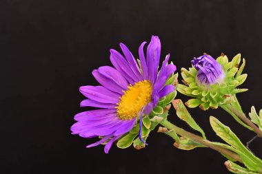 Koyu arkaplanda, çiçek açan mor bir Paskalya çiçeğinin yakın plan çekimi.