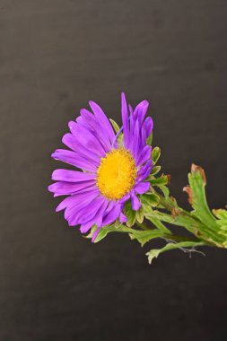 Koyu arkaplanda, çiçek açan mor bir Paskalya çiçeğinin yakın plan çekimi.