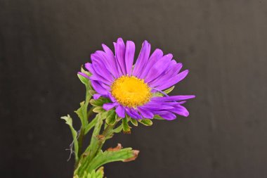 Koyu arkaplanda, çiçek açan mor bir Paskalya çiçeğinin yakın plan çekimi.