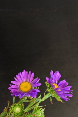 Koyu arkaplanda, çiçek açan mor bir Paskalya çiçeğinin yakın plan çekimi.