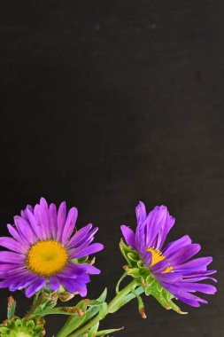 Koyu arkaplanda, çiçek açan mor bir Paskalya çiçeğinin yakın plan çekimi.