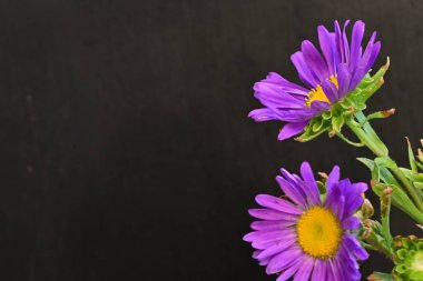 Koyu arkaplanda, çiçek açan mor bir Paskalya çiçeğinin yakın plan çekimi.