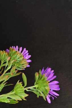 Koyu arkaplanda, çiçek açan mor bir Paskalya çiçeğinin yakın plan çekimi.