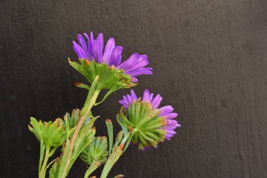 Koyu arkaplanda, çiçek açan mor bir Paskalya çiçeğinin yakın plan çekimi.