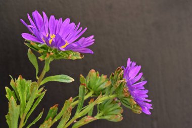 Koyu arkaplanda, çiçek açan mor bir Paskalya çiçeğinin yakın plan çekimi.