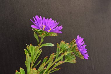 Koyu arkaplanda, çiçek açan mor bir Paskalya çiçeğinin yakın plan çekimi.