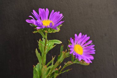 Koyu arkaplanda, çiçek açan mor bir Paskalya çiçeğinin yakın plan çekimi.