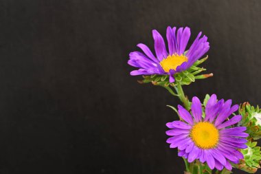 Koyu arkaplanda, çiçek açan mor bir Paskalya çiçeğinin yakın plan çekimi.