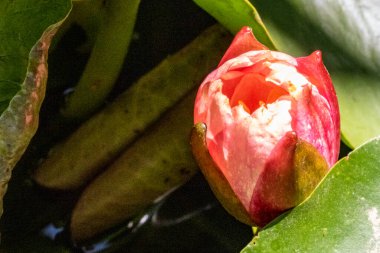 Göletteki bahçedeki güzel pembe nilüfer çiçeğinin yakın görüntüsü