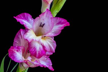 Koyu arkaplanda güzel gladiolus çiçekleri