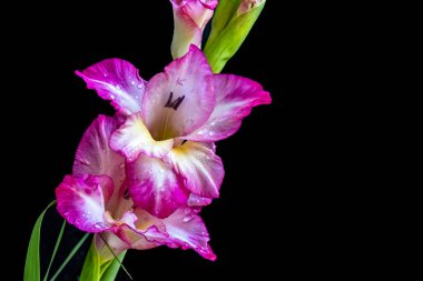 Koyu arkaplanda güzel gladiolus çiçekleri