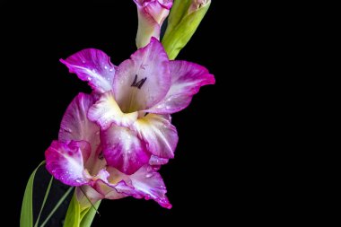 Koyu arkaplanda güzel gladiolus çiçekleri