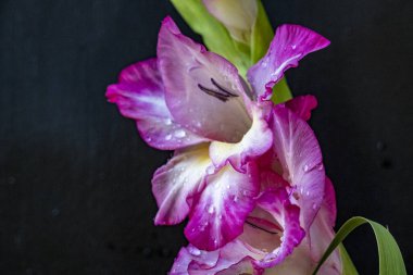 Koyu arkaplanda güzel gladiolus çiçekleri