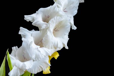 Beyaz Zambak çiçeği yakın çekim