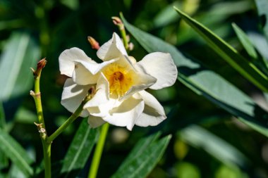 Yakın plan - güneşli yaz gününde bahçede çiçek açan güzel çiçeklerin görüntüsü 
