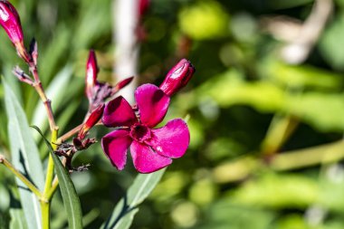 Yakın plan - güneşli yaz gününde bahçede çiçek açan güzel çiçeklerin görüntüsü 