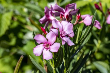 Yakın plan - güneşli yaz gününde bahçede çiçek açan güzel çiçeklerin görüntüsü 