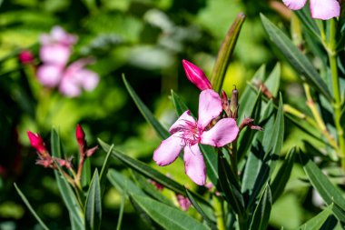 Yakın plan - güneşli yaz gününde bahçede çiçek açan güzel çiçeklerin görüntüsü 