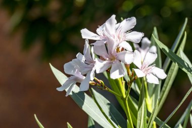 Yakın plan - güneşli yaz gününde bahçede çiçek açan güzel çiçeklerin görüntüsü 