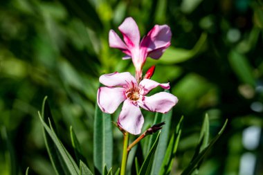 Yakın plan - güneşli yaz gününde bahçede çiçek açan güzel çiçeklerin görüntüsü 