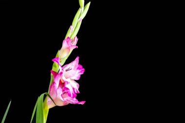 Koyu arkaplanda güzel gladiolus çiçekleri