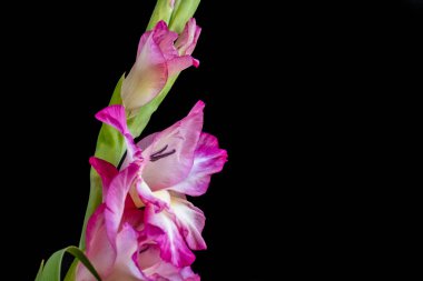 Koyu arkaplanda güzel gladiolus çiçekleri