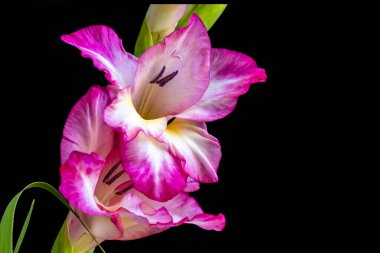 Koyu arkaplanda güzel gladiolus çiçekleri