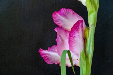 Koyu arkaplanda güzel gladiolus çiçekleri