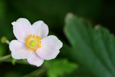 Bahçede güzel pembe bir şakayık