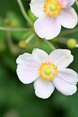 Bahçede güzel pembe bir şakayık