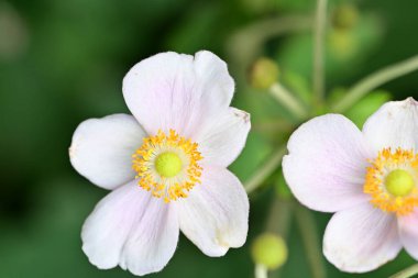 Bahçede güzel pembe bir şakayık