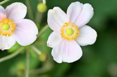 Bahçede güzel pembe bir şakayık