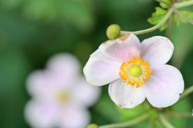 Bahçede güzel pembe bir şakayık