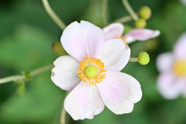 Bahçede güzel pembe bir şakayık