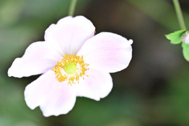 Bahçede güzel pembe bir şakayık