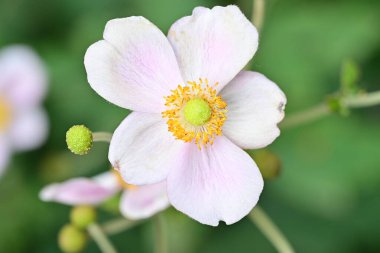 Bahçede güzel pembe bir şakayık